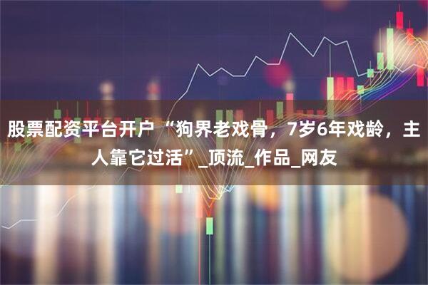 股票配资平台开户 “狗界老戏骨，7岁6年戏龄，主人靠它过活”_顶流_作品_网友